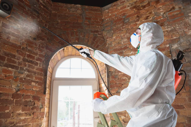 Professional Mold Removal in Grottoes, VA